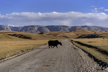 yak cows in the mountains