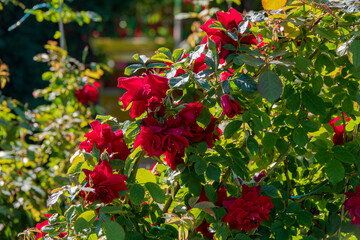 Bright red roses flourish among lush green foliage, basking in the warm sunlight of summer