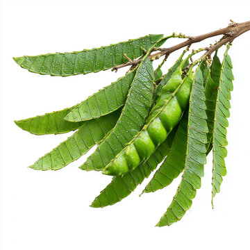 fresh leucaena pods acacia pods on white background