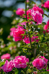 Lush pink roses flourish among green foliage, basking in sunlight, attracting buzzing bees