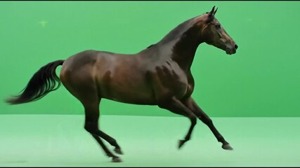 A pristine white canvas, a realm of pure potential, beckoning creativity and innovation, ideal for showcasing products, designs, or minimalist concepts isolated on white background