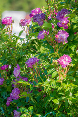 Bright purple roses bloom among lush green leaves, showcasing nature's spring beauty