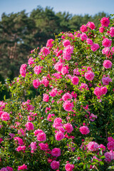 Obraz premium A lively display of pink roses flourishes in a tranquil garden, illuminated by sunlight