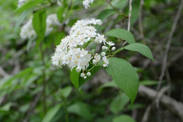 Deutzia parviflora, called Malbaldori in Korea, is a deciduous shrub that blooms with small white flowers in spring. It grows in mountain valleys and is widely used as an ornamental landscape plant.