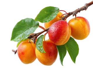 Harvesting juicy apricots orchard food nature isolated on transparent background