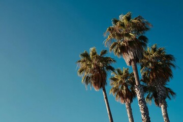 Obraz premium A serene view of tall palm trees swaying gently under a beautiful blue sky bringing a sense of calm and tropical vibes