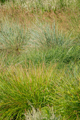 Lush greenery dances in the breeze, showcasing diverse textures and vibrant colors under the sun
