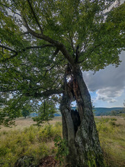 A characteristic hollow tree at the Nagymező rest area in the Bükk Mountains, Hungary. Its trunk is split open, creating a natural frame to the surrounding meadow and hills.