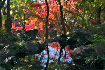 Fototapete bei efototapeten.de bestellen   