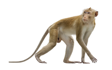 Primates mammals side view Brown monkey or Macaca standing, moving and walk forward alone in natural forest park. It turned to look behind. Material for creative. Isolated background with transparent.