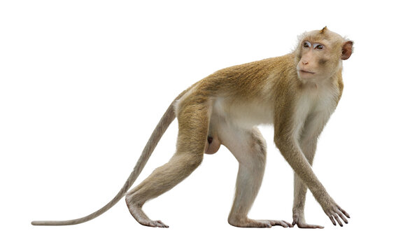 Primates mammals side view Brown monkey or Macaca standing, moving and walk forward alone in natural forest park. It turned to look behind. Material for creative. Isolated background with transparent.