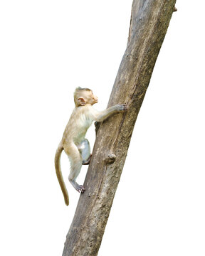 Primates mammals side view Macaca or little brown monkey in a natural forest park climb to top of tree, have fun alone. Material for creative, isolated on white background, clipping path transparent.