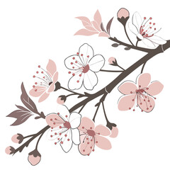 Delicate cherry blossom branch, showcasing soft pink and white flowers with intricate details and a natural, elegant aesthetic