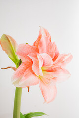 A stunning amaryllis with soft pink petals radiates elegance in the bright light