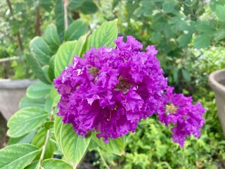 Blooming purple lilac flowers in a lush garden during spring