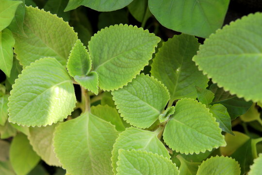 Close up top tree of Coleus amboinicus or Mexican mint growing on ground in Thailand. Common another name Cuban oregano, Indian berage, Mexican thyme or Spanis thyme.