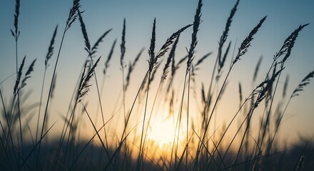 Obraz premium Silhouetted tall grass stalks in a field during a beautiful, serene sunset with a warm golden glow.