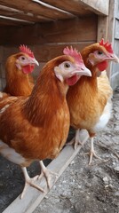 Fototapeta premium Chickens standing on wooden beam in coop