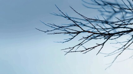Close-up of a tree branch against a clear blue sky. the branch is bare and has no leaves, with no leaves or branches visible.