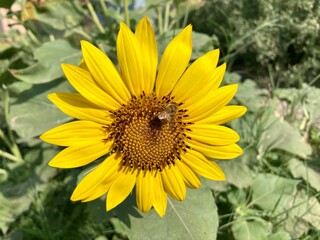 sunflower and bee, A busy bee collects pollen from a bright yellow sunflower blooming in a sunny summer garden