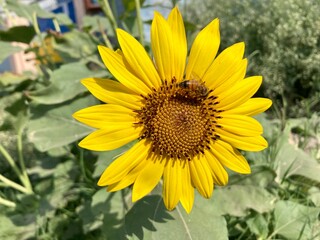 A vibrant yellow sunflower stands tall in a sun kissed field, its bright petals blooming beautifully against the summer sky