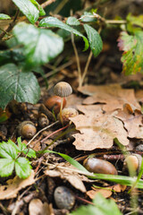 autumn in the forest, mushrooms and acorn.  close up
