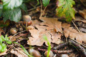 autumn in the forest, mushrooms and acorn.  close up