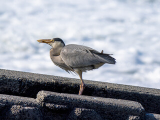 水辺で魚を食べるアオサギ