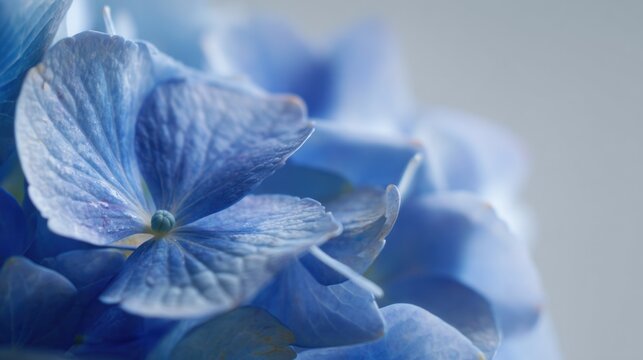 Close-up of a group of blue hydrangea flowers. the flowers are in full bloom, with their petals spread out in a star-like shape.