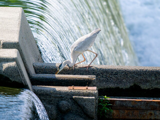 水辺で魚を食べるアオサギ