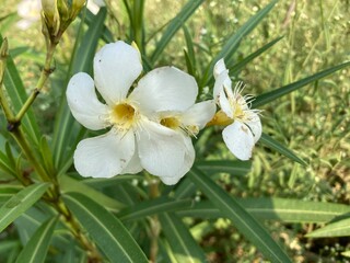 Close-up of a Delicate White Flower, Captivating photo of a pristine white flower, with its delicate petals and vibrant yellow center, against a soft, natural background.