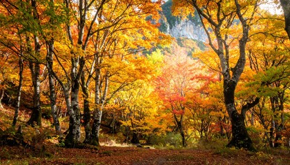 Naklejka premium Autumn forest bathed in sunlight