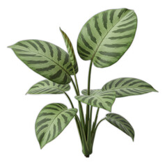 A lush, vibrant plant with large, patterned leaves displays intricate striped designs against a dark background.