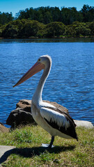 Pelican standing by the water at a lakeside in bright sunlight, showcasing its long beak and striking feathers