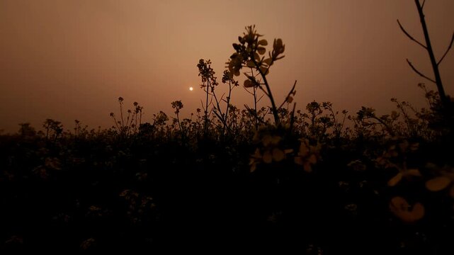 Yellow mustard flowers (Sarso) blow gently in the wind, rural land filled with vibrant canola flowers. India
