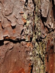Close up of a tree bark texture.