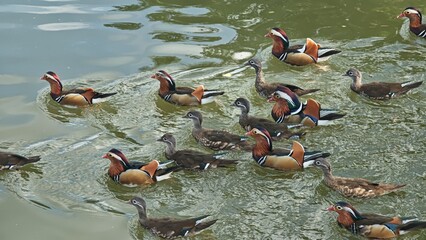 A vibrant mandarin duck floats on lake.