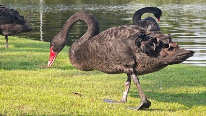 Black swan pecking for food on green lawn.
