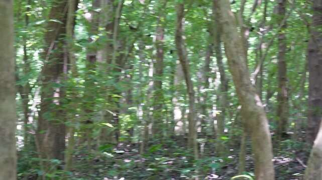A forest, possibly a rainforest, judging by the dense vegetation and broad-leaved trees. The image has a watermark from Adobe Stock
