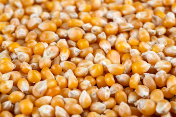 Dried corn on the white background