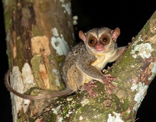 Close-up of a cute grey mouse lemur with large round eyes clinging to a tree branch at night