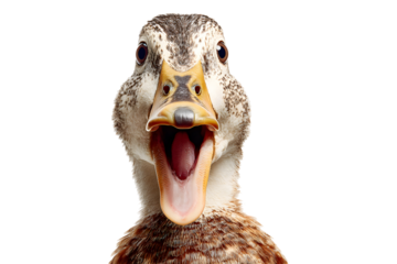Cute duck with open beak and funny expression isolated on transparent background