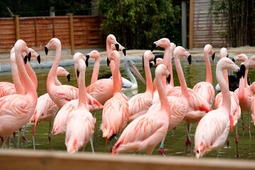 Chilean Flamingos in the water at the bird park. (Phoenicopterus chilensis)