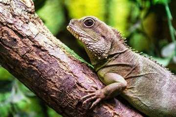 Close-up portrait of a forest lizard dragon resting on a tree branch. The reptile has textured skin and vibrant eye