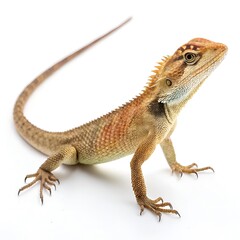 Naklejka premium lizard on white background