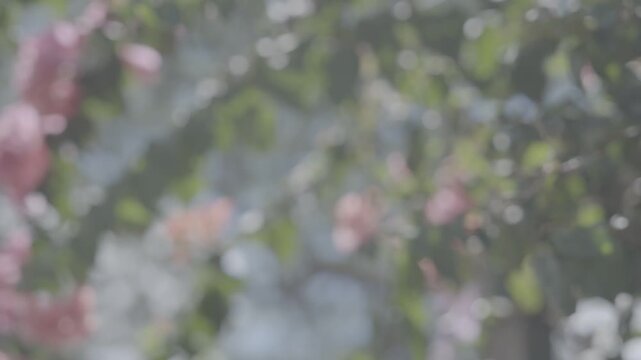 ハワイの風に靡く花
Flowers swaying in the Hawaiian wind
Slog_4k_24p