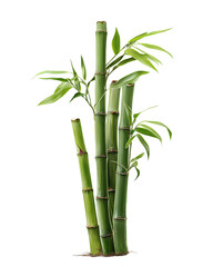 Fototapeta premium Bundle of five bamboo culms in varied heights with leafy node, cool green matte texture, isolated on transparent background. 