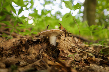 A focus on a small mushroom growing from the leafy forest floor. The image conveys the magical atmosphere of the wilderness, emphasizing the details of forest life, highlighted by soft lighting and na