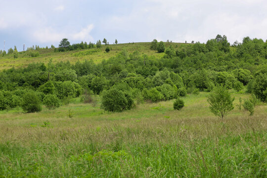 A wide view of a green hill covered in dense vegetation and small trees, sloping down to a field with tall grass. A natural landscape under a blue sky with light clouds, conveying a sense of calm and 