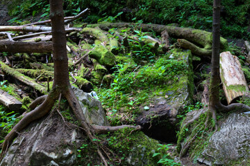 Obraz premium Two young trees growing directly from rocks showcase the strength and resilience of nature. Their roots embrace the moss-covered stones, and fallen branches are scattered around, creating an atmospher